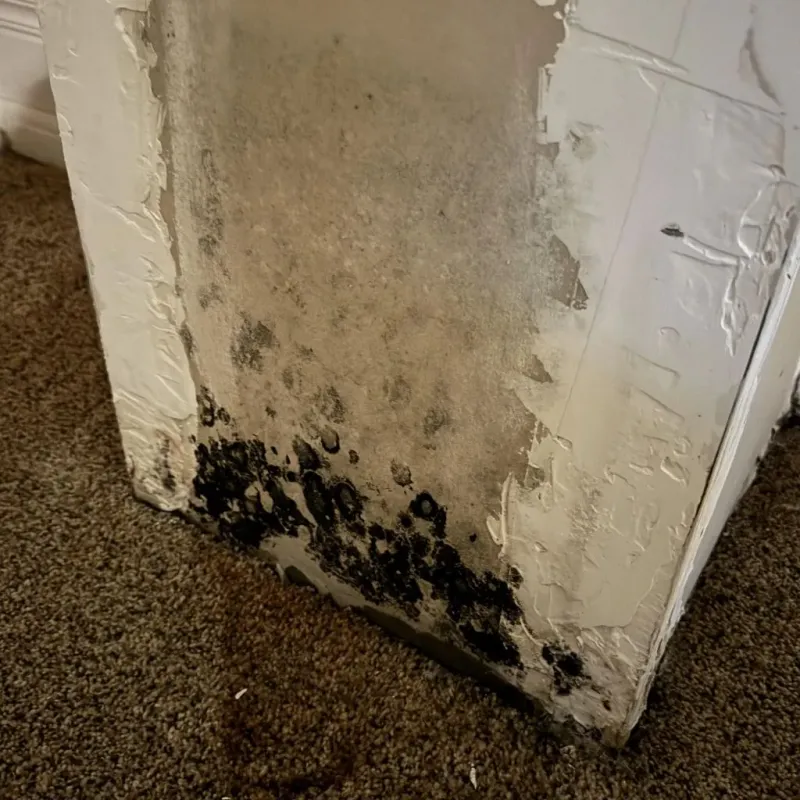 Professional Mold Removal in Upshur County, WV